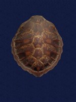 藏品(綠蠵龜)的圖片